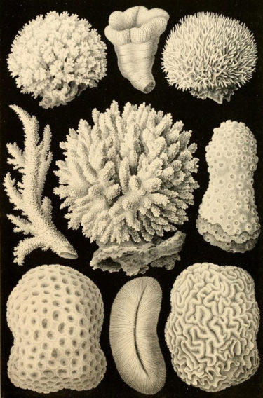 Haeckel Coral Illustration